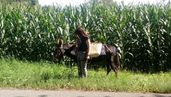 Ezelstal "De Edelingen"